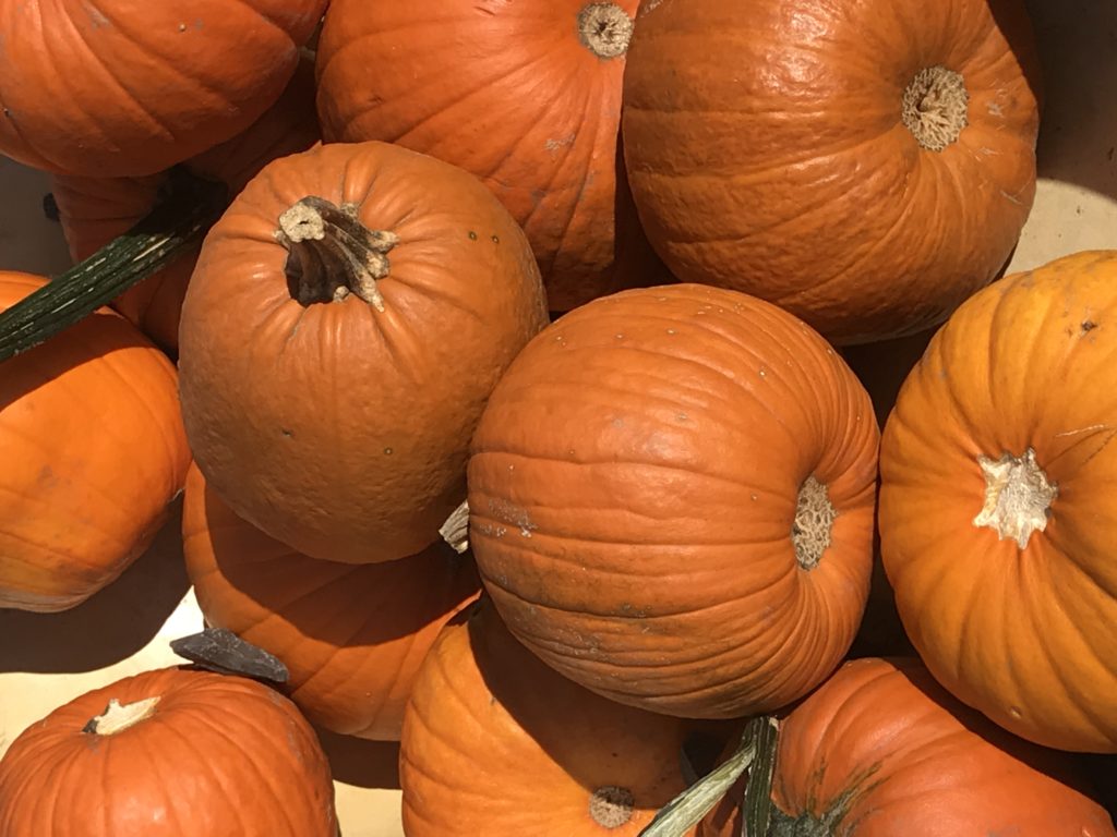 Halloween Events and Activities in Lower Manhattan - FiDi Families Faves!