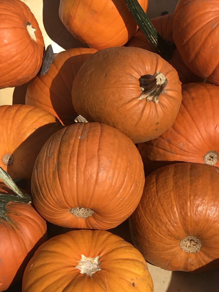 Pumpkin Point at Governors Island 